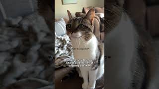 When cats dramatically overreact in seconds #catproblems #rescuecat #cutecats