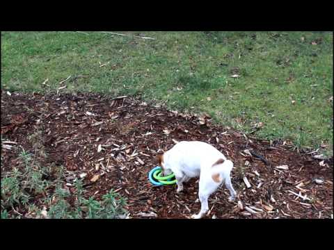 Yarnbi, dog throwing & catching his toy - 1/2 Jack Russell Terrier 1/2 Blue Heeler 100% Awesome