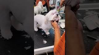 Maltese breed grooming time 🥰 #artist #dog_features #trending #exploremore #dogsofficialdog #doglov