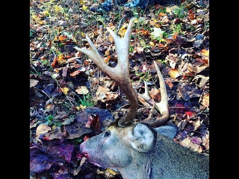 2 bucks in 1 hour