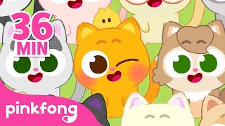 Ninimo, the Orange Cat Compilation 🐱 | Pinkfong x Ninimo Special | Pinkfong Official