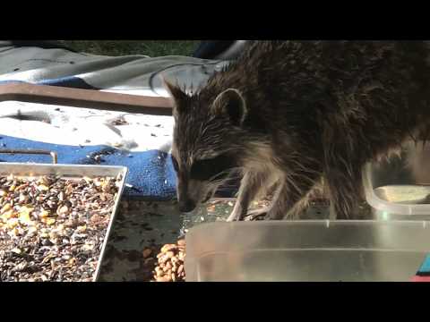 Little Raccoon is hungry