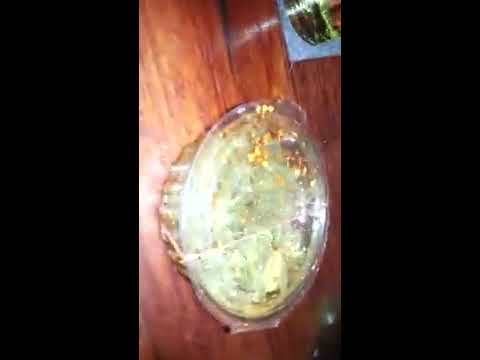 live shrimp for dinner