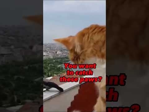 They said what? Cat Bird Video #shorts Comedy Microshort