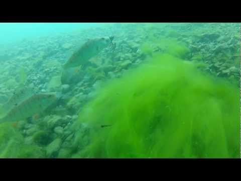Barsch-Happen(ing) mit Krebs im Plansee 2012