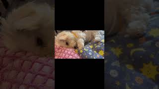 Can I have some privacy please 👀#fyp #trending #viralvideo #funny #shorts