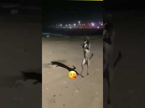 🤣🤣 dogs are better dancer🤣
