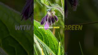 Comfrey: The Ancient Healer in Your Garden #flowerfacts #natureshorts