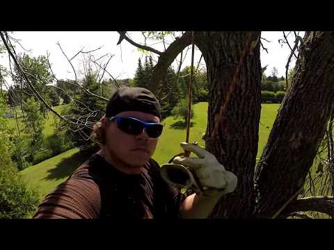 EAB Infected Ash