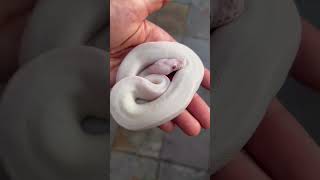 Super Black Pastel Albino Ball Python Male 😳💥🤩 #ballpython #albinoballpython #forsale #petsnake