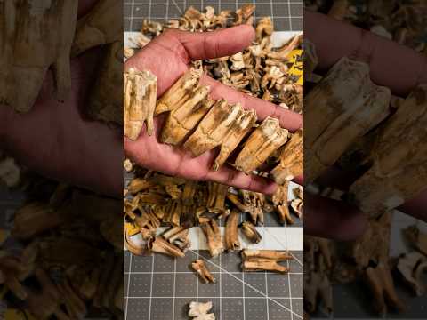 Collection of Old Teeth 🦷 #archeology