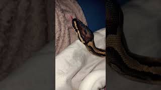 🐍🤍#snake #viralvideo #foryou #reptiles #animals #fypシ#piedballpython #ballpython