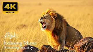 🦁 Discover Wildlife in 4K | Majestic Creatures & Peaceful Landscapes with Calming Music 🌿✨
