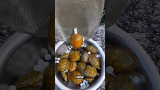 She Saved Dozens of Baby Turtles From Danger!