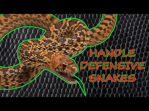 How to handle a defensive snake!
