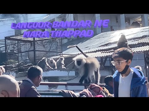 Langoor Bandar Ne Mara Thappad🐵🐵 EP-3  (VLOGS=20)