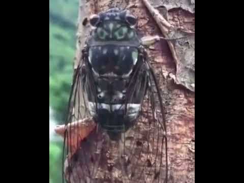 cicada buzzing