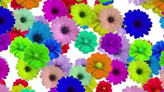 FLORAL BACKGROUND LOOP