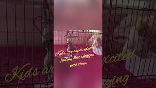 #lovebirds#lovebirdmania#cocktail#birdlovers #viral #ytshorts #youtubeshorts #shortsfeed #shorts