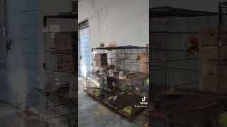 #lovebirds #lovebirdopaline #fisher  #lovebirdsbreeding #birdssetup #parblueopaline #lovebirdmania