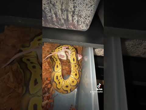 A few snake feedings :) sorry for the inactivity on YT!