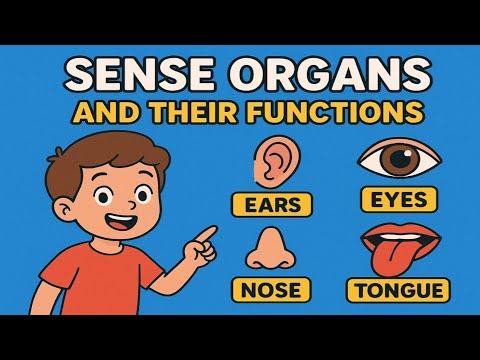 Sense Organs and their Functions II Human Body Parts -Sense Organs II EVS II Kids Learning Video