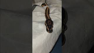 🤍🐍#piedballpython#snake #viralvideo #foryou #reptiles #animals #fypシ