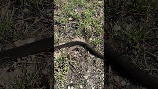 Big snake in the move
