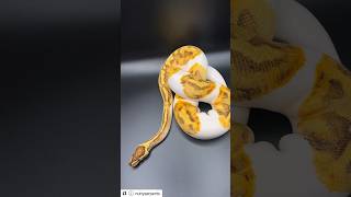 🔥 Fire Enchi Pied Ball Python #ballpython #piebald #reptile #snake #pythonclutch #enchi