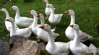 A gaggle of geese gaggling
