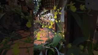 I love yellow flowers 😍 #hoalan #orchidsgarden #orchidslover #orquidias #orchidsflowers