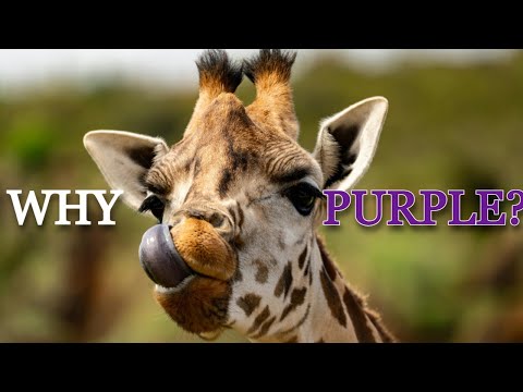 Why Do Giraffes Have Purple Tongues? 🦒 | Fun Animal Facts for Kids