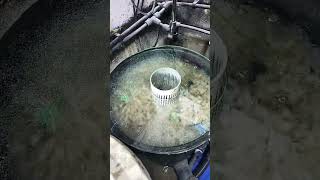 The New Bio Bin Lid 🎉🎉🎉 Leave it Clear or Paint it Black ❓️❓️#biofilter #koi #tosai #koifry #letsgo