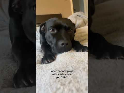 #puppy #dog #dogsofinstagram #puppylove #dogs #puppiesofinstagram #doglover #puppies #dogoftheday