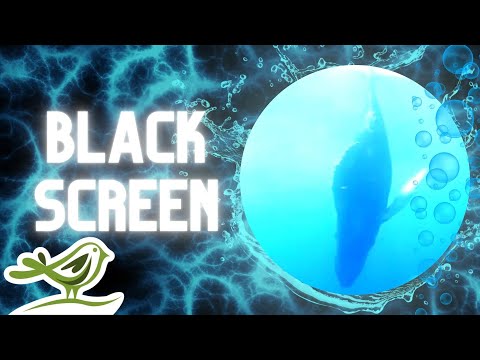 [NO ADS] Deep Underwater | Black Screen & Sleep Music with Ocean Sounds by Peder B. Helland