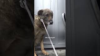 German Shepherd Couldn't Stop Crying, Until...💕 | The Dodo