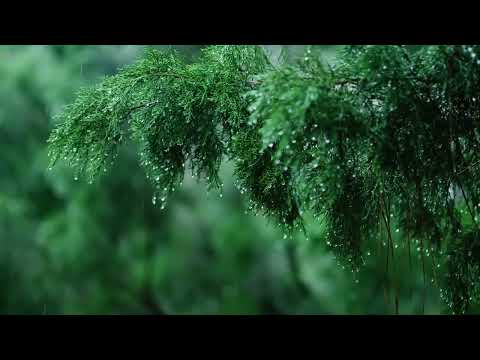 Calming Piano Music with Rain & Thunder Sounds for Sleep or Relaxing  -Rainy Day-