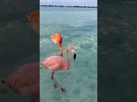 #flamingo #travel #follow #beach