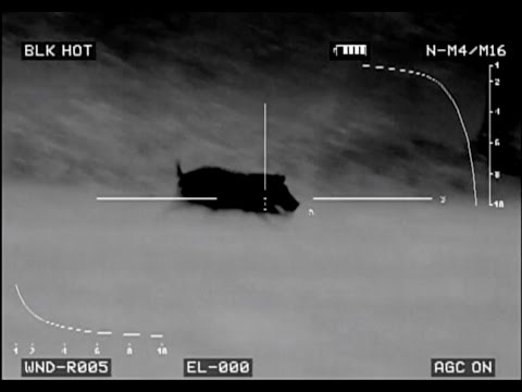 Thermal Hog Hunt - Gary and Parker Get a Big Pregnant Sow