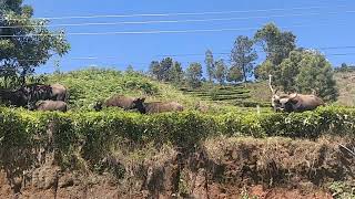 "Java Jitters: Bison Family Takes Over Coffee Estate!"