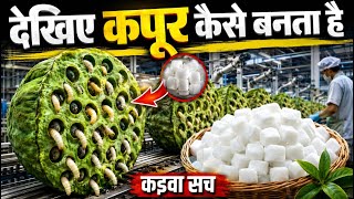 How Camphor is made | Kapoor Kaise Banta Hai | How Camphor is made! #punitsoniknowledge