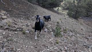 ⚡ Lightning Goats ⚡ Live Goat Feeder