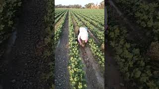 Cumin Harvest #satisfying #shot
