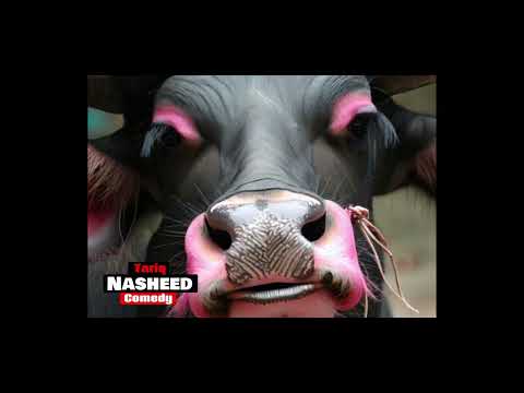 Caller Hates That Tariq Is Showing Lov￼e To Deion Sanders & Buffaloes🦬