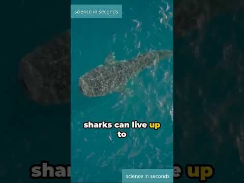 deciphering whale shark ages: the surprising connection with nuclear bombs #ocean #shark #shorts