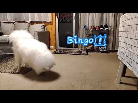 What your dogs would do when you are making fish?  煎鱼时狗子在做什么？