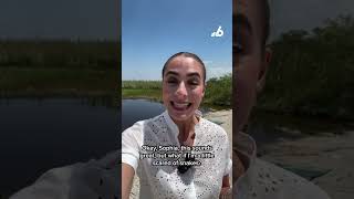 Big cash prizes up for grabs in Florida python hunt 🐍