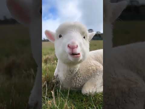 🐐 | Cute Goat Kid Video | Subscribe for More Cuteness! #BabyGoat #CuteAnimals #SubscribeNow #Shorts