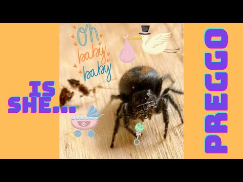 Is My Jumping Spider Pregnant?!! 🤰 How to Tell If She's Gravid and Going to Lay Eggs🕷🥚🥚🥚