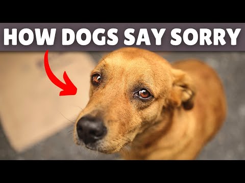 HOW DO DOGS APOLOGIZE TO HUMANS? 🔥